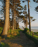 Ektacolor PRO 800 Color Negative Film, 35mm